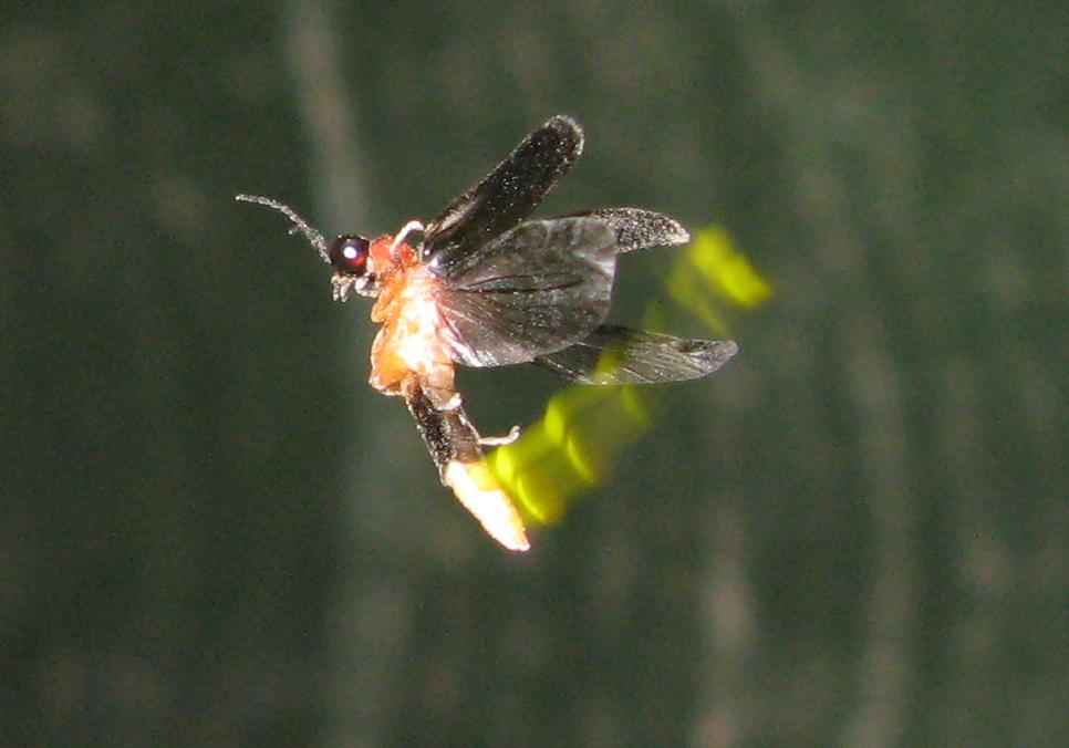 Lampyris sp. Femmina, maschio in volo, predazione chiocciola